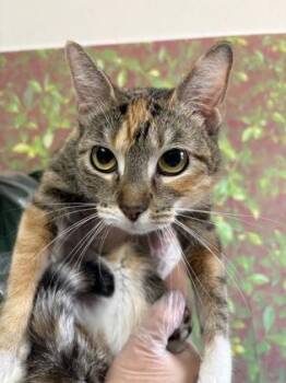Domestic Short Hair Cats Available for Adoption in San Antonio, Texas - Bless | PetCurious