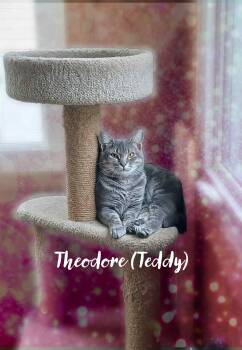 Rescue Domestic Short Hair Cats for Adoption in Charlotte, North Carolina - Theodore | PetCurious