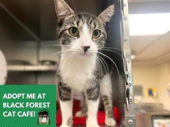 SUSHI -  Domestic Short Hair Cat for Adoption in Fort Wayne, Indiana - SUSHI | PetCurious