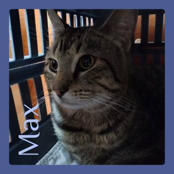 Tabby Cats Available for Adoption in Lawton, Oklahoma - MAX | PetCurious
