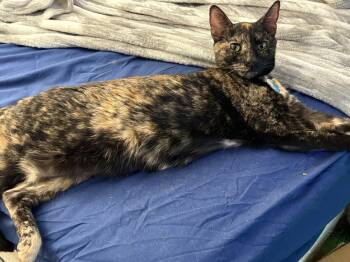 PRINCESS LEIA aka OLGA -  Tortoiseshell and Domestic Short Hair Cat for Adoption in Holbrook, New York - PRINCESS LEIA Aka OLGA | PetCurious