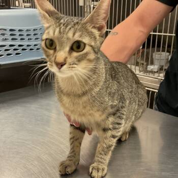 Rescue Domestic Short Hair Cats for Adoption in Monroe, Louisiana - Malaya | PetCurious