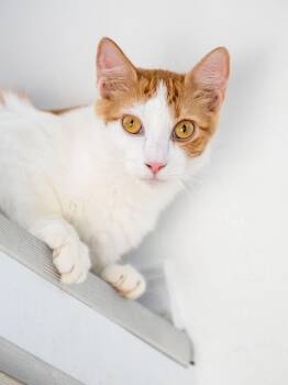 Cyrus -  Domestic Medium Hair Cat for Adoption in Globe, Arizona - Cyrus | PetCurious