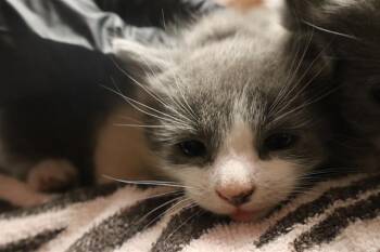 SPICE -  Domestic Short Hair Cat Available for Adoption in Columbia, South Carolina - SPICE | PetCurious