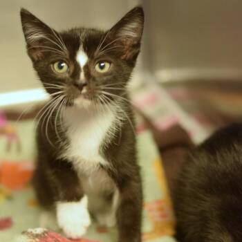 Brock -  Domestic Short Hair Cat for Adoption in Belleville, Illinois - Brock | PetCurious