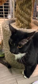 blacky -  Domestic Short Hair Cat for Adoption in Margate, Florida - Blacky | PetCurious