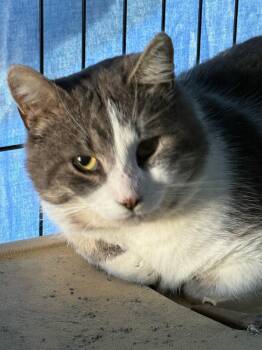 Rescue Domestic Short Hair Cats for Adoption in Albany, New York - Alicanto | PetCurious