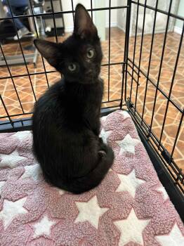 Rescue Domestic Short Hair Cats for Adoption - Lucky13 And Flicker (Bonded Pair) | PetCurious