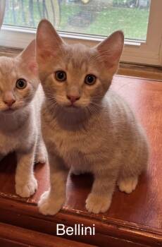 Bellini -  Domestic Short Hair Cat for Adoption in Hammond, Indiana - Bellini | PetCurious