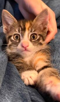 Tiramisu -  Domestic Short Hair Cat for Adoption in Scottsdale, Arizona - Tiramisu | PetCurious