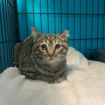 Rescue Domestic Short Hair Cats for Adoption in Davenport, Iowa - Little Muffin Ma'am | PetCurious