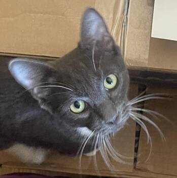 Rescue Domestic Short Hair Cats for Adoption in Palm Desert, California - Augustus | PetCurious