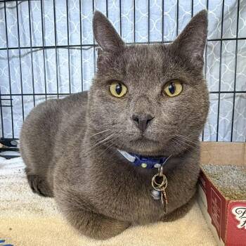 Domestic Short Hair Cats Available for Adoption - Bennett | PetCurious