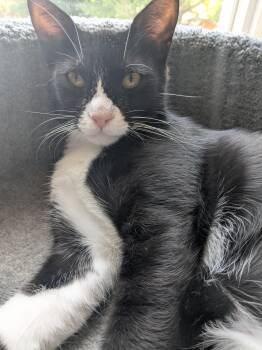 Shadow Carly -  Tuxedo and Egyptian Mau Cat for Adoption in Brampton, Ontario - Shadow Carly | PetCurious