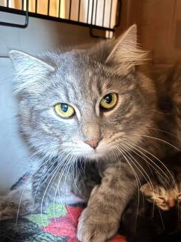 fluffy -  Domestic Long Hair Cat for Adoption in Bend, Oregon - Fluffy | PetCurious