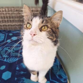 Porkchop -  Domestic Medium Hair Cat for Adoption in Attica, New York - Porkchop | PetCurious