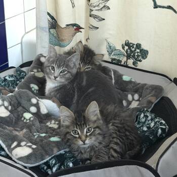 Domestic Medium Hair Cats Available for Adoption - Cupid | PetCurious