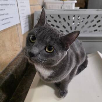 Domestic Short Hair Cats Available for Adoption - Registeel | PetCurious