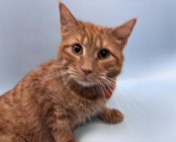 Georgie -  Domestic Short Hair Cat for Adoption in Woodbury, Minnesota - Georgie | PetCurious