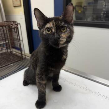 Gabby -  American Shorthair Cat for Adoption in Galveston, Texas - Gabby | PetCurious