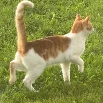 Found Merrill Rd Castalia IA    (Chico) -  Domestic Short Hair Cat for Adoption in Rochester, Minnesota - Found Merrill Rd Castalia IA    (Chico) | PetCurious