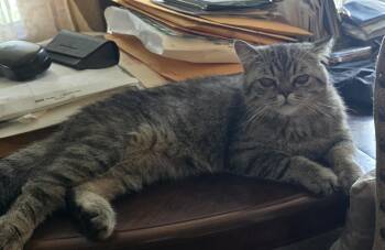 LOKI -  British Shorthair Cat for Adoption in Indianapolis, Indiana - LOKI | PetCurious