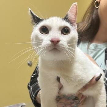 Emmy -  Domestic Short Hair Cat for Adoption in Merriam, Kansas - Emmy | PetCurious