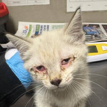 Domestic Short Hair Cats Available for Adoption in Yuma, Arizona - Celeste | PetCurious