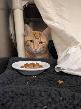 Zatar -  Domestic Short Hair Cat for Adoption in Montreal, Quebec - Zatar | PetCurious