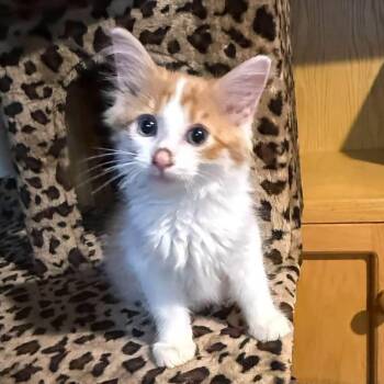 Pencil -  Domestic Medium Hair Cat for Adoption in Sioux City, Iowa - Pencil | PetCurious