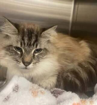 King Louis -  Siamese Cat for Adoption in Ashland, Virginia - King Louis | PetCurious