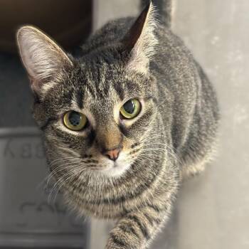 Selena -  Domestic Short Hair Cat for Adoption in Hopewell, Virginia - Selena | PetCurious