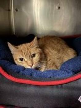 Domestic Short Hair Cats Available for Adoption - Chrysanthemum | PetCurious