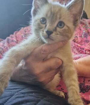 Fozzy and Moondance -  Domestic Short Hair and Siamese Cat for Adoption in Denver, Colorado - Fozzy And Moondance | PetCurious