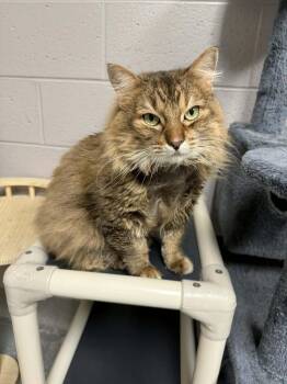 Domestic Long Hair and Tabby Cats Available for Adoption - PRINCESS | PetCurious