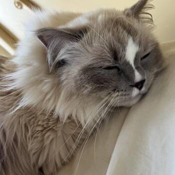 Ragdoll Cats Available for Adoption in South Elgin, Illinois - Cedric - Home To Home | PetCurious