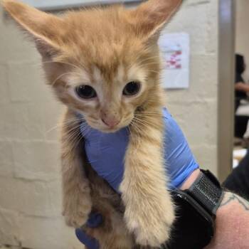 Domestic Short Hair Cats Available for Adoption in Birmingham, Alabama - Popper | PetCurious