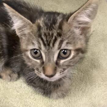 Kayak -  Domestic Short Hair Cat for Adoption in Redwood City, California - Kayak | PetCurious