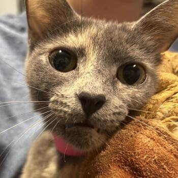 Kuromi -  Domestic Short Hair Cat for Adoption in Chattanooga, Tennessee - Kuromi | PetCurious