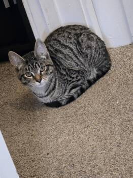 Tabby Cats Available for Adoption - Athena | PetCurious