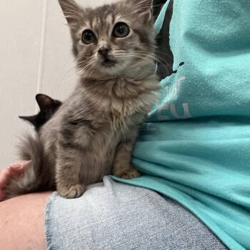 Jade -  Domestic Short Hair Cat for Adoption in Palmetto, Florida - Jade | PetCurious