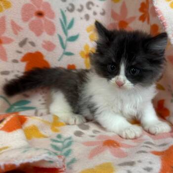Siberian and Ragdoll Cats Available for Adoption in Mount Vernon, Illinois - Hot Dog | PetCurious