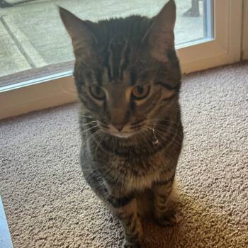 Rescue Domestic Short Hair Cats for Adoption in Shelbyville, Indiana - Dahlia | PetCurious