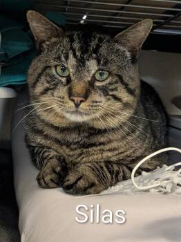 Silas -  Domestic Short Hair Cat for Adoption in Jim Thorpe, Pennsylvania - Silas | PetCurious