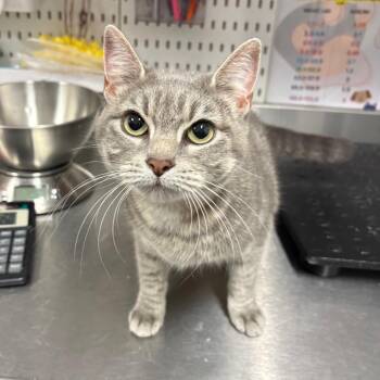 Ketchup -  Domestic Short Hair Cat for Adoption in League City, Texas - Ketchup | PetCurious