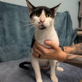 Molly -  Domestic Short Hair Cat for Adoption in Camp Pendleton North, California - Molly | PetCurious