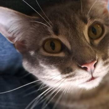 Domestic Short Hair Cats Available for Adoption in Charlotte, North Carolina - Star | PetCurious