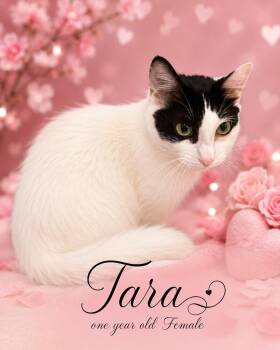 TARA -  Domestic Medium Hair Cat for Adoption in Reno, Nevada - TARA | PetCurious