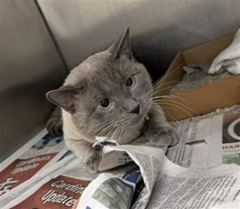 PISKO -  Domestic Short Hair Cat for Adoption in St. Louis, Missouri - PISKO | PetCurious