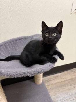 Sarah -  American Shorthair Cat for Adoption in Cashiers, North Carolina - Sarah | PetCurious